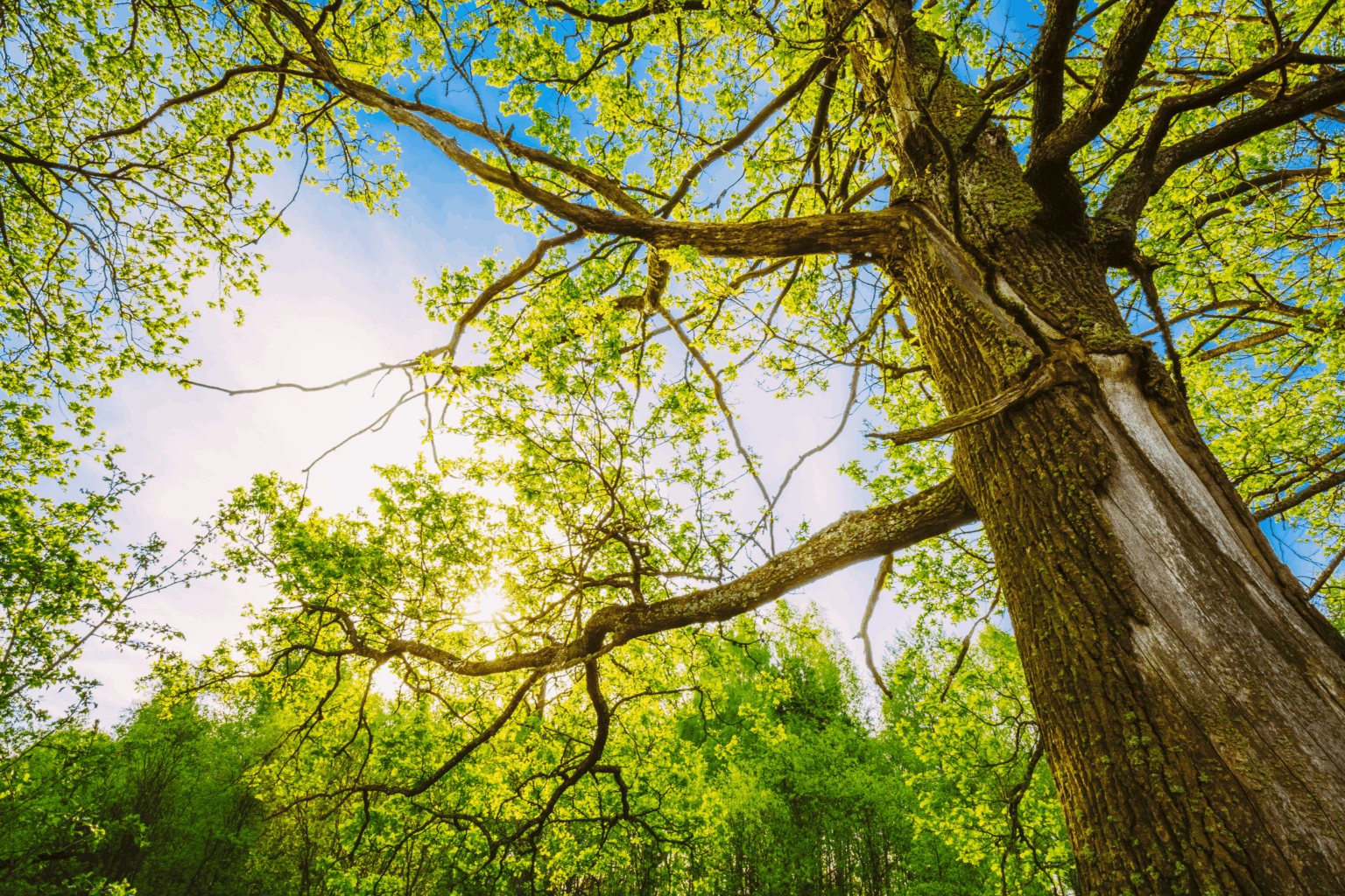 Waraner Tree Experts Dustin and Kim (Arborist in Tracy) – Arborist.com.au